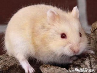 凯时官网线路,凯时官网线路 V3.58.19IOS／安卓全站最新版下载
