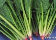 菠菜网最新平台网官方版全面解析：2026必备购彩神器推荐